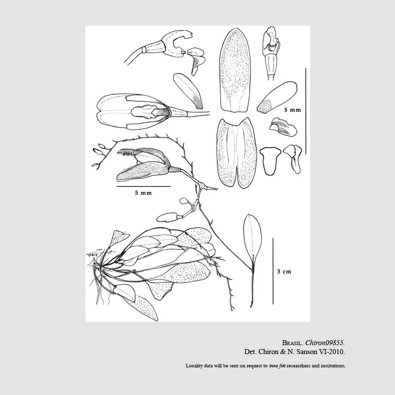 Pabstiella brachystele